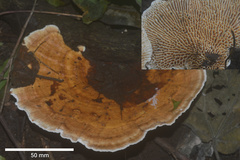 Trametes tenuis