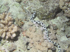 Myrichthys maculosus