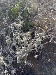 Malacothamnus helleri