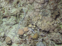 Myrichthys maculosus