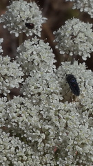 Acmaeoderella villosula