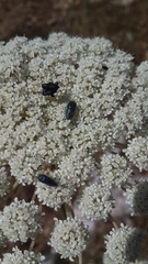 Acmaeoderella villosula