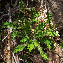 Selaginella convoluta