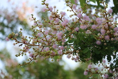Mimosa bahamensis
