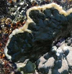 Codium bernabei