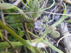 Phacelia stellaris