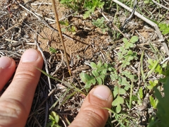Phacelia stellaris