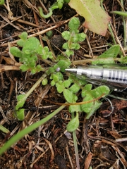 Phacelia stellaris