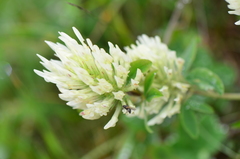 Trifolium canescens