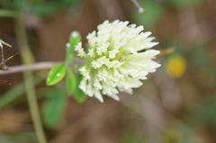 Trifolium canescens