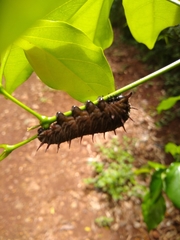 Troidini