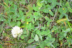 Trifolium canescens