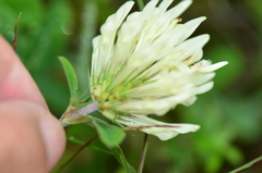 Trifolium canescens