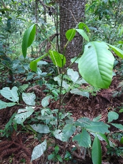 Garcinia guacopary
