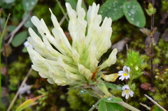 Trifolium canescens