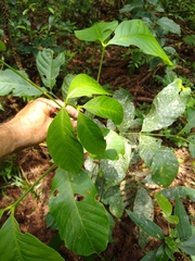 Garcinia guacopary