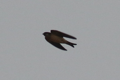 Petrochelidon preussi