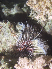 Pterois cincta