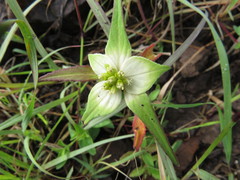 Euphorbia schiedeana