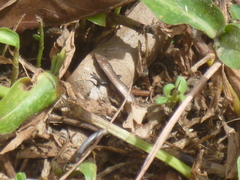 Gymnophthalmus underwoodi