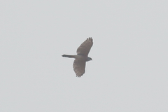 Accipiter tachiro