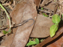 Gymnophthalmus underwoodi