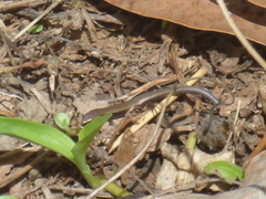 Gymnophthalmus underwoodi