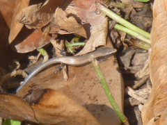 Gymnophthalmus underwoodi