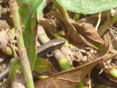 Gymnophthalmus underwoodi