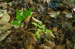 Sceptridium oneidense