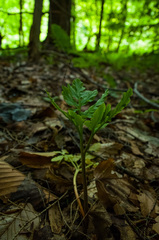 Sceptridium oneidense