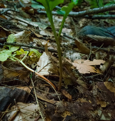 Sceptridium oneidense