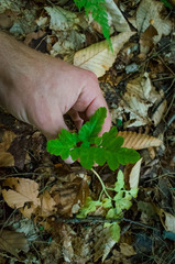 Sceptridium oneidense