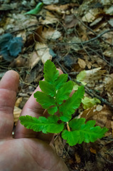 Sceptridium oneidense