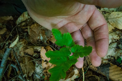 Sceptridium oneidense