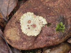 Placopsis gelida