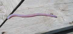 Pink Wormfish photo 4