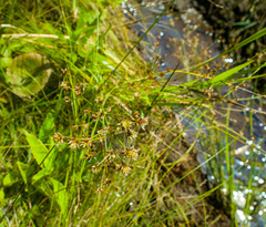Juncus brachycephalus