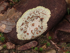 Placopsis gelida