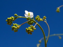 Crambe koktebelica