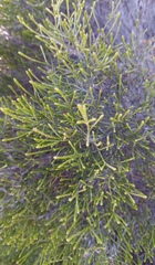 Dicerothamnus