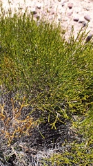 Dicerothamnus