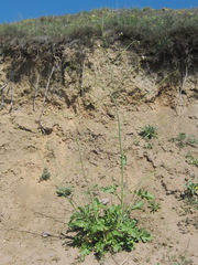 Crambe koktebelica