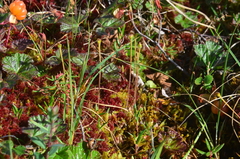 Pinguicula villosa