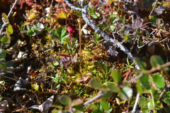 Pinguicula villosa