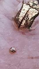 Aspidimorpha quadriremis