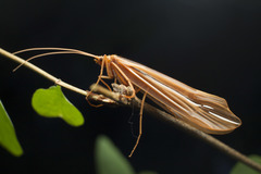 Psychoglypha