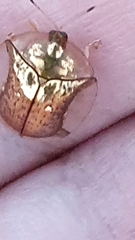 Aspidimorpha quadriremis