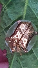 Aspidimorpha quadriremis