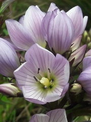 Gentianella foliosa